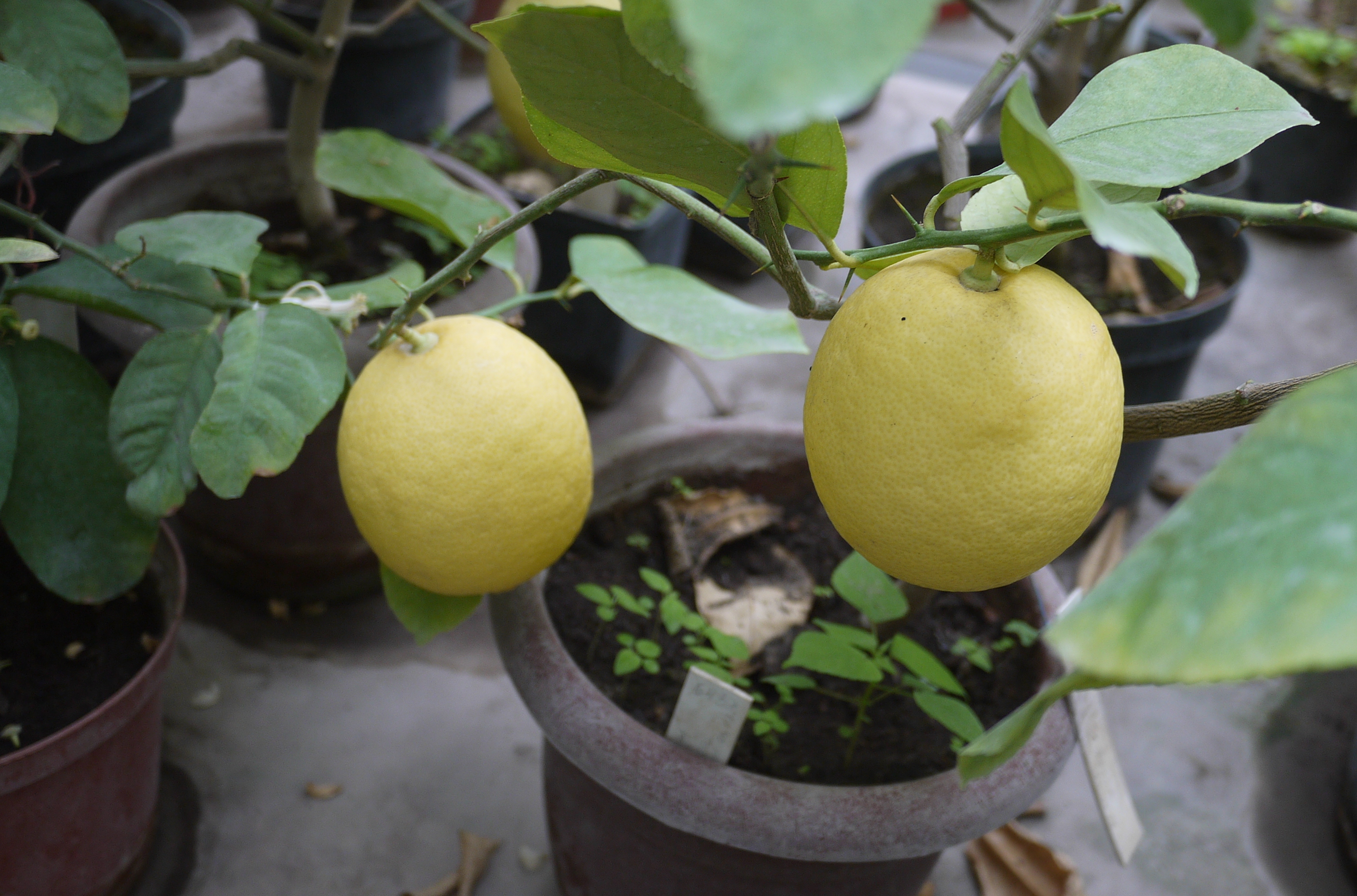 Лимон — солнечные плоды на подоконнике